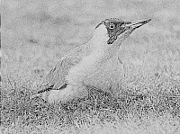 Green Woodpecker