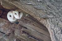 Barn Owls