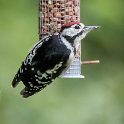Great Spotted Woodpecker
