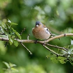 Chaffinch