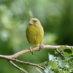 Greenfinch