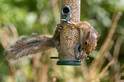 Grey Squirrel
