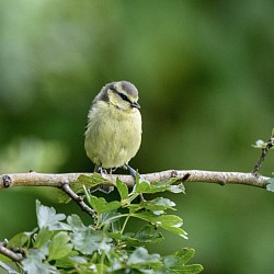 Blue Tit