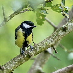 Great Tit