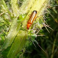 Common Red Soldier Beetle