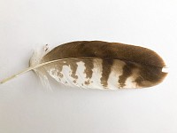 Common Buzzard Feather