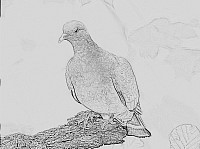 Stock Dove