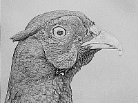 Pheasant
