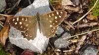 Speckled Wood Butterfly