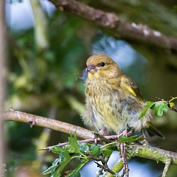 Juvenile Greenfinch