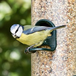 Blue Tit
