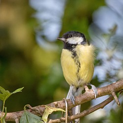 Great Tit