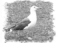 Lesser-Black-backed Gull