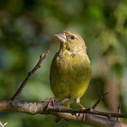 Greenfinch