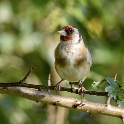 Goldfinch