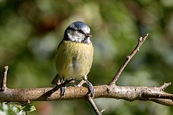 Blue Tit