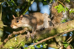 Grey Squirrel