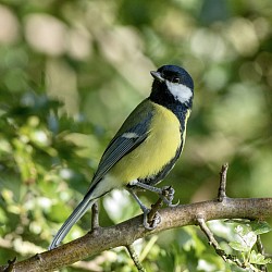 Great Tit