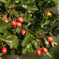 Hawthorn
