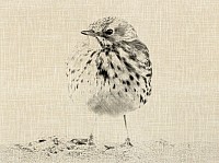 Meadow Pipit
