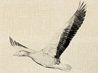 Greylag Goose