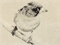 Brambling