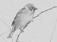 Tree Sparrow