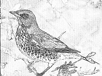 Fieldfare