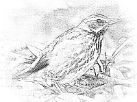 Redwing