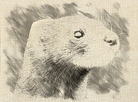 Polecat