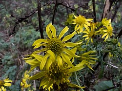 Wild Flowers
