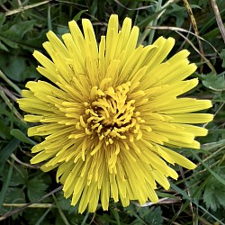 Wild Flowers
