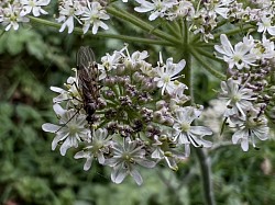 Wild Flowers