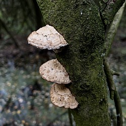 Fungi