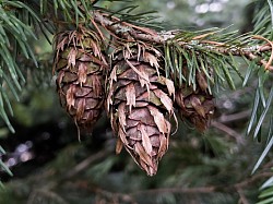 Cones