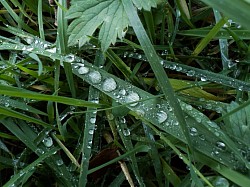 Dew