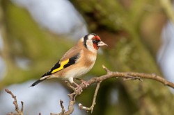 Goldfinch