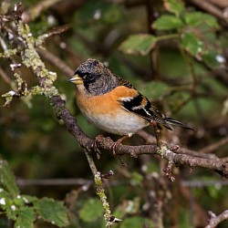 Brambling