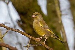 Greenfinch