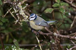 Blue Tit