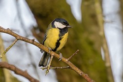 Great Tit