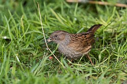 Dunnock