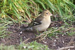 Chaffinch