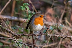Robin