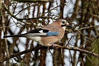 Jay