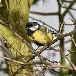 Great Tit