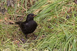 Blackbird