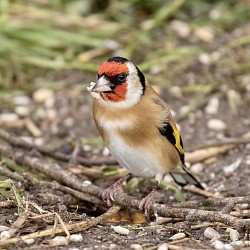 Goldfinch