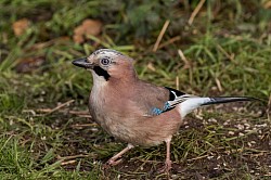 Jay