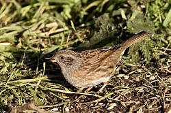 Dunnock